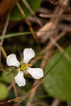 White screwstem